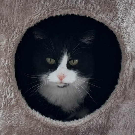 Image Zorro est arrivé ! 